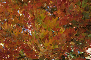 sugar maple leaves in fall